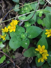 Lysimachia congestiflora