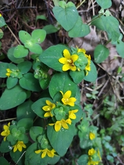 Lysimachia congestiflora