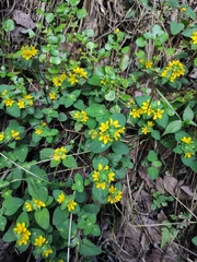 Lysimachia congestiflora