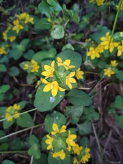 Lysimachia congestiflora