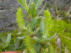 Salix commutata