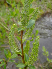 Salix myrtillifolia