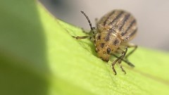 Ophraella sexvittata