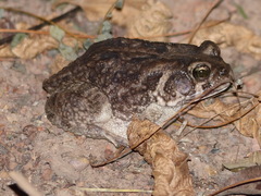 Sclerophrys regularis