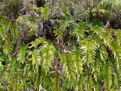 Blechnum montanum