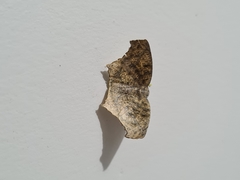 Lepidoptera
