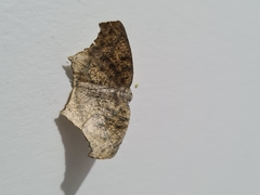 Lepidoptera