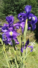 Iris latifolia