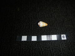 Conus planorbis