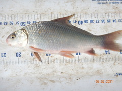 Carpiodes carpio