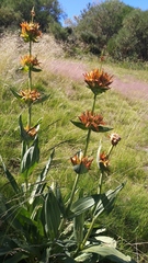 Gentiana lutea aurantiaca