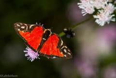 Symmachia menetas
