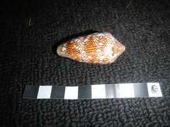 Conus textile
