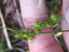 Carex atlantica atlantica
