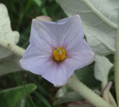 Solanum incanum