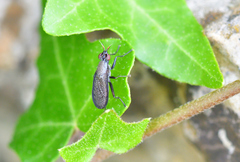 Coremacera marginata