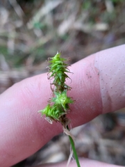 Carex atlantica atlantica
