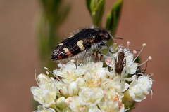 Acmaeodera holsteni