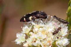 Acmaeodera holsteni