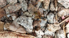 Amblyteles armatorius