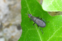 Coremacera marginata