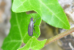 Coremacera marginata