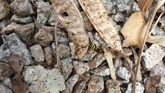 Amblyteles armatorius