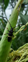 Trachyderes