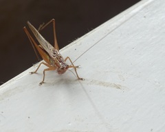 Conocephalus albescens