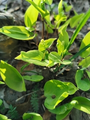Maianthemum bifolium