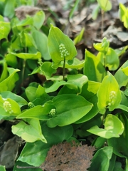 Maianthemum bifolium