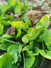Maianthemum bifolium