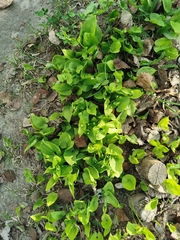 Maianthemum bifolium