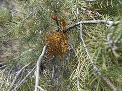 Arceuthobium divaricatum