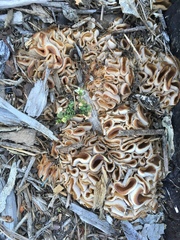 Peziza repanda image