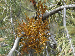 Arceuthobium divaricatum