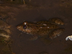 Hoplobatrachus occipitalis