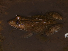 Hoplobatrachus occipitalis