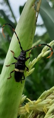 Trachyderes