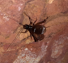 Itaropsis