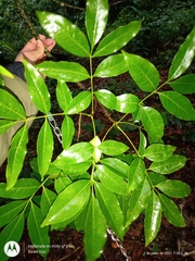 Tapirira mexicana