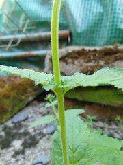Scrophularia scopolii