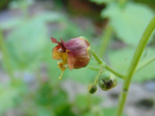 krtičník Scopoliho (Scrophularia scopolii)