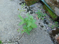 Scrophularia scopolii