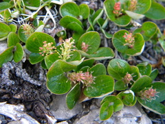 Salix nivalis