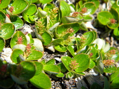 Salix nivalis