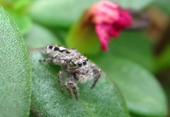 Phidippus putnami