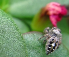 Phidippus putnami