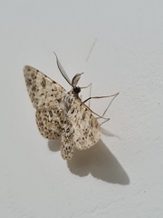 Lepidoptera