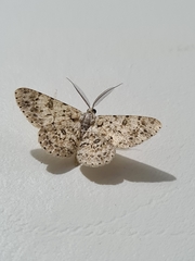Lepidoptera